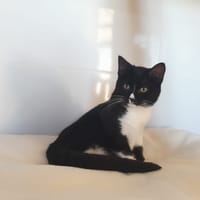 POLY, chatte à adopter