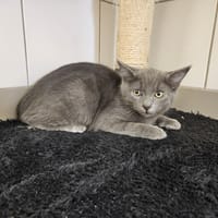 TOMMY, chat à adopter