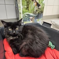 MAESTRO, chat à adopter