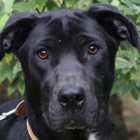 BLACK, chien à adopter