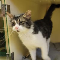 FUSILLI PAB28000, chat à adopter