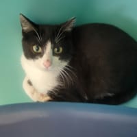 Wata, chatte à adopter