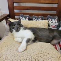 RIVOLI PAB28195, chat à adopter