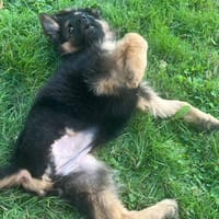 Ayka PAA22982, chienne à adopter