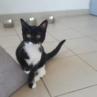 PAPOUN, chatte à adopter