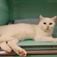 ADAMS PAB28193, chat à adopter