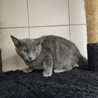 ROMANE, chatte à adopter