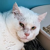 FENOUIL, chat à adopter