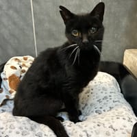 CHATNOIR, chat à adopter