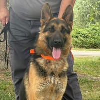 BUCK, chien à adopter