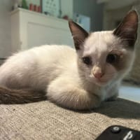 ALINEA, chatte à adopter