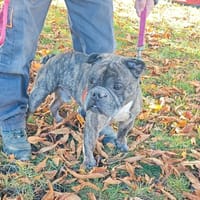 NERON, chien à adopter