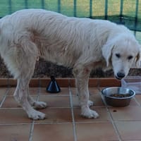 prince, chien à adopter