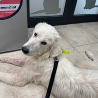 prince, chien à adopter