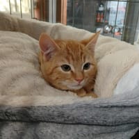 ABRICOT, chat à adopter