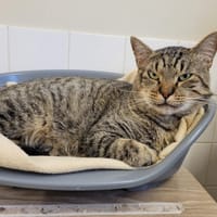 Baron PAB27658, chat à adopter
