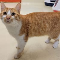 LOME PAB28066, chat à adopter