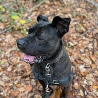 MYNDI PAA23049, chienne à adopter