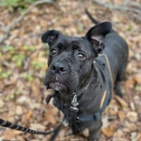 MYNDI PAA23049, chienne à adopter