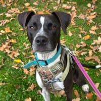 VASCO, chien à adopter