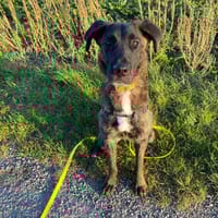 UNIQUE, chienne à adopter