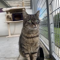 SALICORNE, chat à adopter