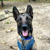 SHIVAS, chienne à adopter