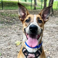 JORA, chienne à adopter