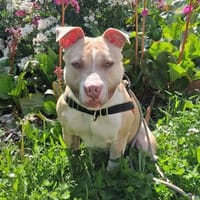 VEGA, chienne à adopter