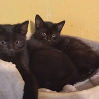 Chile, kot do adopcji