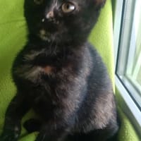 Canada, kotka do adopcji