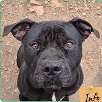 Simba Noir, chien à adopter