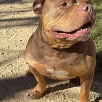 Simba bully, chien à adopter