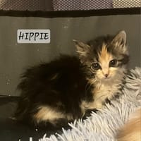Hippie, chatte à adopter