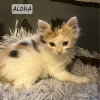 Aloha, chatte à adopter