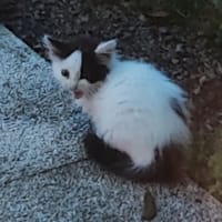 Moun, chatte à adopter