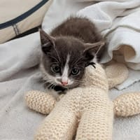 Cosmo, chat à adopter