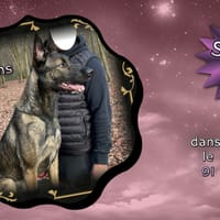 Sherry, chien à adopter