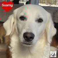SUAMY, cane femmina da adottare