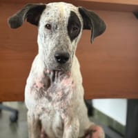 FUNNY BOY, chien à adopter