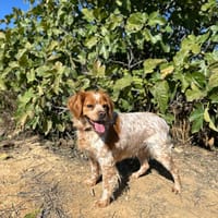 ELI, chienne à adopter