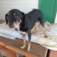 BOBY, chien à adopter