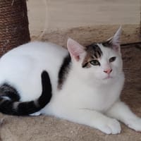 Anakin, chat à adopter
