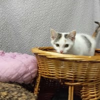 GAIA, chatte à adopter