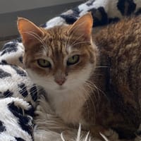 MYSTIC, chatte à adopter