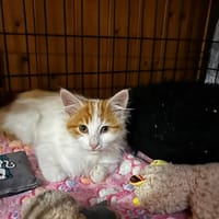 ANGE, chat à adopter