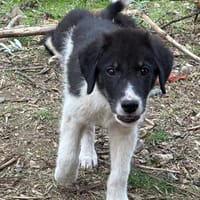 Tekki, chien à adopter