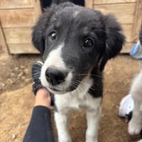 Esco, chien à adopter