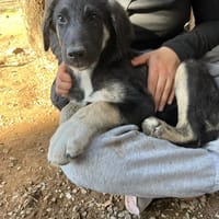 Millie, chienne à adopter