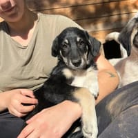 Poppy, chienne à adopter